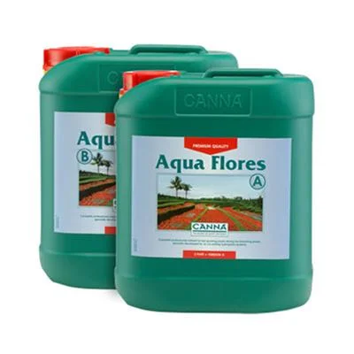 Canna Aqua Flores